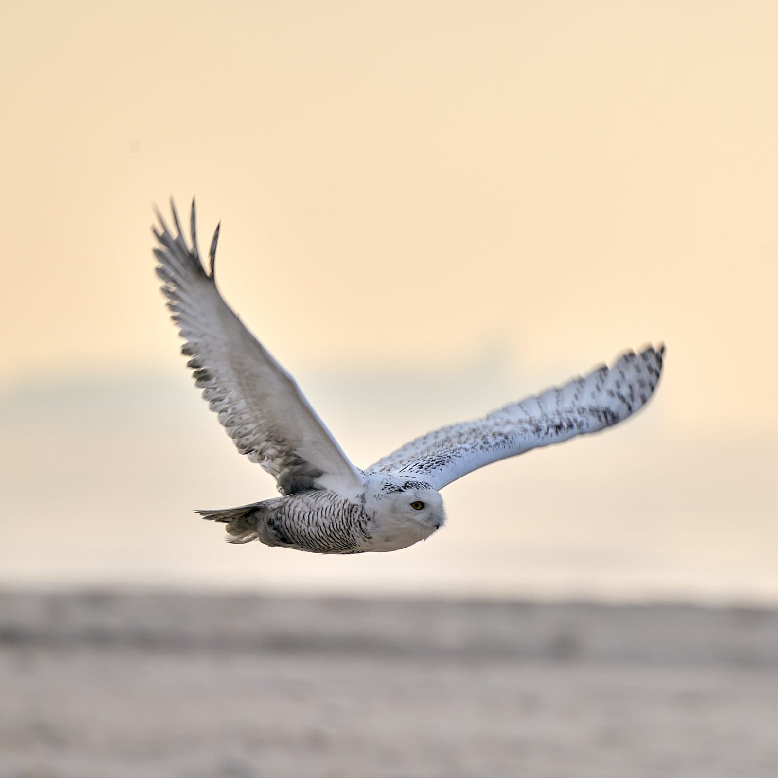 Snowy Owl